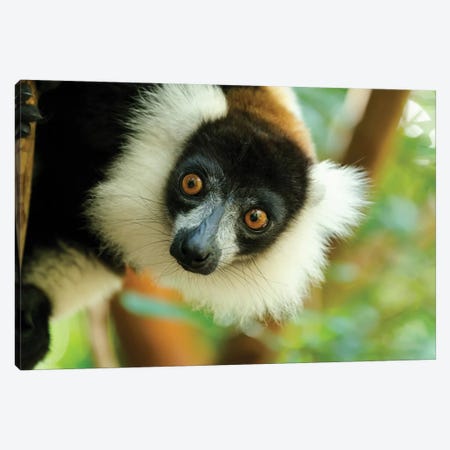 Africa, Madagascar, Lake Ampitabe, Akanin'Ny Nofy Reserve. Headshot Of The Showy Black-And-White Ruffed Lemur. Canvas Print #EGO92} by Ellen Goff Canvas Artwork