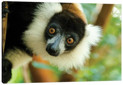 Africa, Madagascar, Lake Ampitabe, Akanin'Ny Nofy Reserve. Headshot Of The Showy Black-And-White Ruffed Lemur. Canvas Art Print