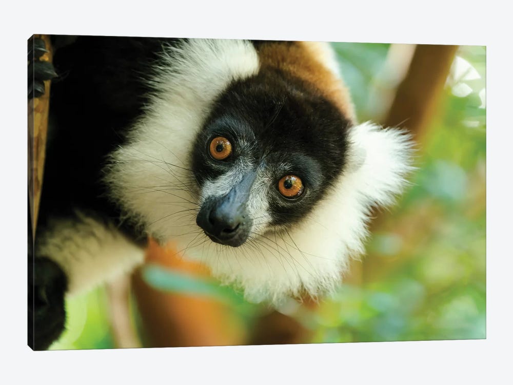 Africa, Madagascar, Lake Ampitabe, Akanin'Ny Nofy Reserve. Headshot Of The Showy Black-And-White Ruffed Lemur. by Ellen Goff 1-piece Canvas Art Print