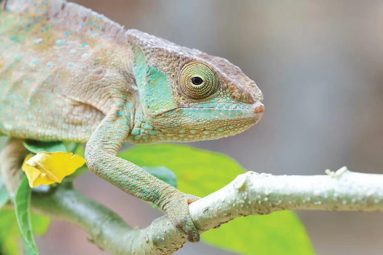 Africa, Madagascar, Marozevo, Peyrieras Reptile Reserve. Portrait Of A Panther Chameleon On A Branch.