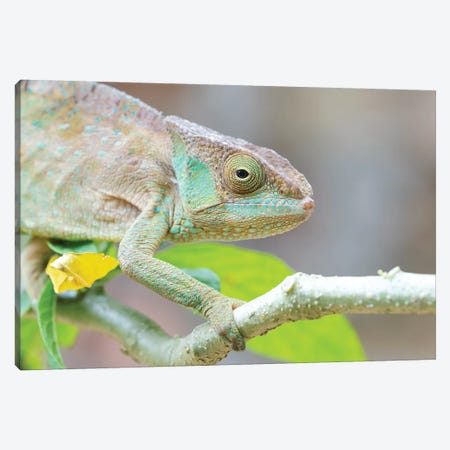 Africa, Madagascar, Marozevo, Peyrieras Reptile Reserve. Portrait Of A Panther Chameleon On A Branch. Canvas Print #EGO93} by Ellen Goff Canvas Art
