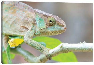 Africa, Madagascar, Marozevo, Peyrieras Reptile Reserve. Portrait Of A Panther Chameleon On A Branch. Canvas Art Print - Madagascar
