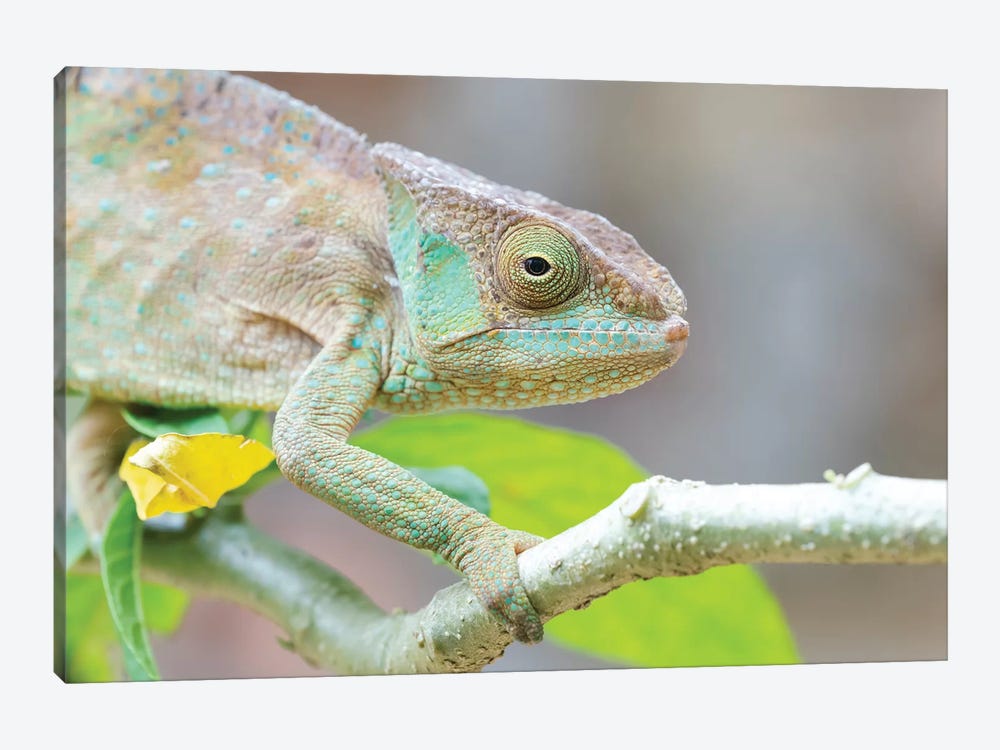 Africa, Madagascar, Marozevo, Peyrieras Reptile Reserve. Portrait Of A Panther Chameleon On A Branch. by Ellen Goff 1-piece Canvas Artwork