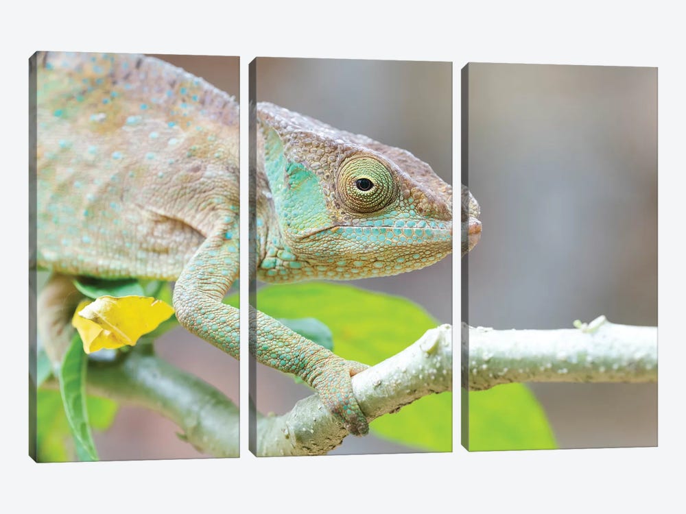Africa, Madagascar, Marozevo, Peyrieras Reptile Reserve. Portrait Of A Panther Chameleon On A Branch. by Ellen Goff 3-piece Canvas Art