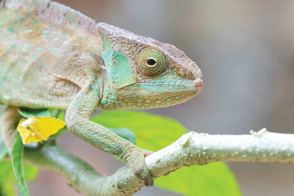 Ellen Goff: Africa, Madagascar, Marozevo, Peyrieras Reptile Reserve. Portrait Of A Panther Chameleon On A Branch. by Ellen Goff