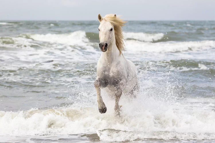 France, The Camargue, Saintes-Maries-de-la-Mer. Camargue horse in the Mediterranean Sea I