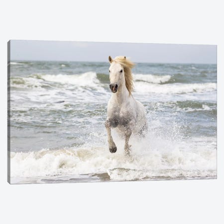 France, The Camargue, Saintes-Maries-de-la-Mer. Camargue horse in the Mediterranean Sea I Canvas Print #EGO9} by Ellen Goff Canvas Art Print