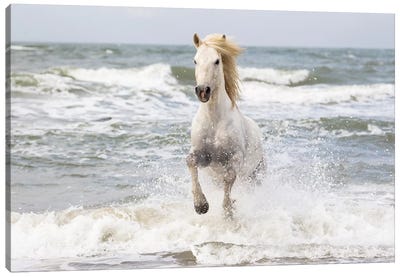 France, The Camargue, Saintes-Maries-de-la-Mer. Camargue horse in the Mediterranean Sea I Canvas Art Print