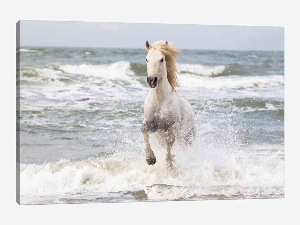 France, The Camargue, Saintes-Maries-de-la-Mer. Camargue horse in the Mediterranean Sea I by Ellen Goff 1-piece Canvas Artwork