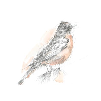 Robin Bird Sketch I by Ethan Harper art print