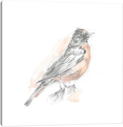 Robin Bird Sketch I Canvas Art Print - Robin Art