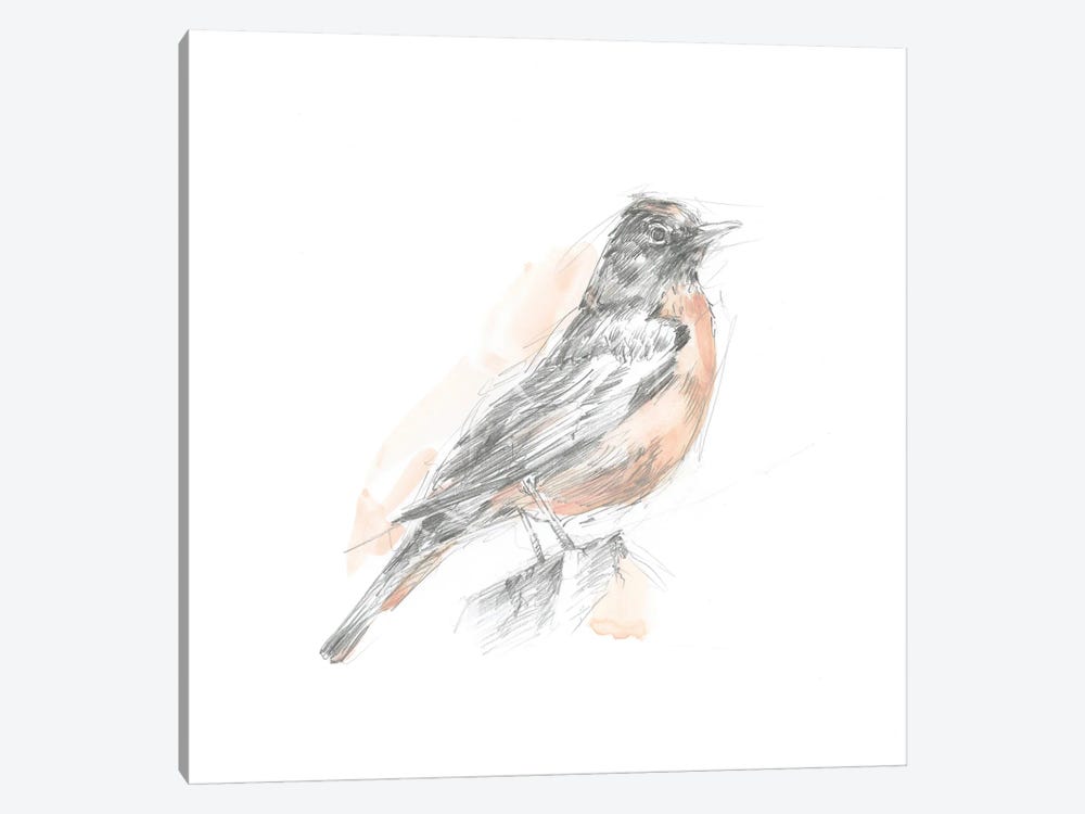 Robin Bird Sketch I by Ethan Harper 1-piece Canvas Print