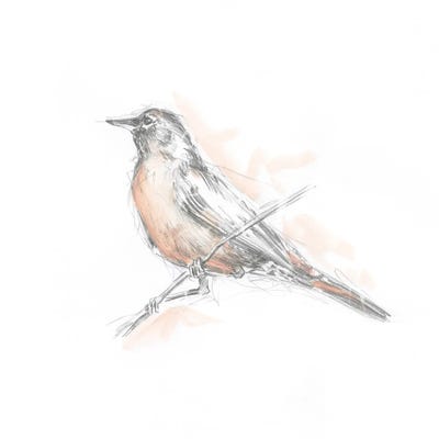 Robin Bird Sketch II by Ethan Harper art print