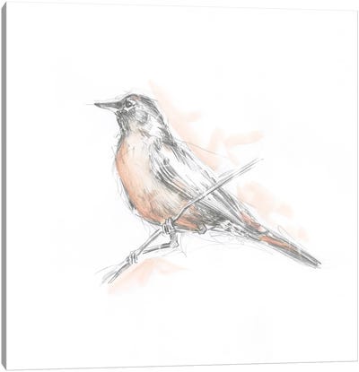 Robin Bird Sketch II Canvas Art Print - Robin Art