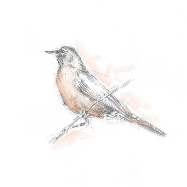 Modern Farmhouse Décor: Robin Bird Sketch II by Ethan Harper