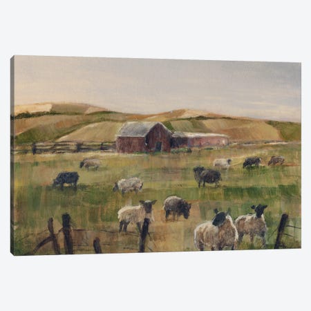 Grazing Sheep II Canvas Print #EHA120} by Ethan Harper Canvas Print