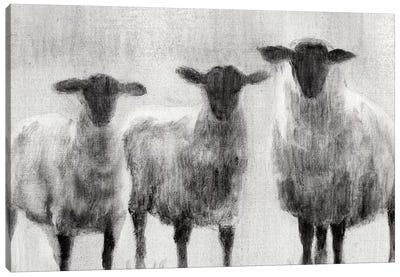Rustic Sheep I Canvas Art Print - Sheep Art