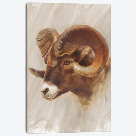 Western American Animal Study I Canvas Print #EHA186} by Ethan Harper Canvas Wall Art
