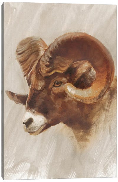 Western American Animal Study I Canvas Art Print - Rams