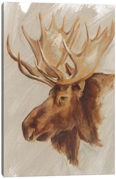 Western American Animal Study II Canvas Art Print - Moose Art