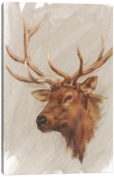 Western American Animal Study IV Canvas Art Print - Ethan Harper