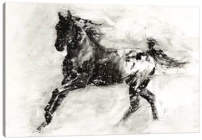 Rustic Appaloosa II Canvas Art Print - Horse Art