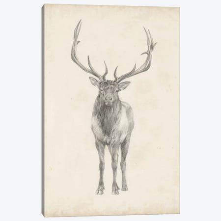 Elk Study Canvas Print #EHA233} by Ethan Harper Canvas Art Print