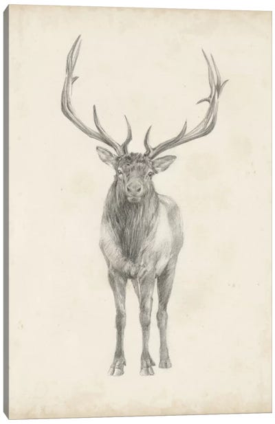 Elk Study Canvas Art Print - Deer Art