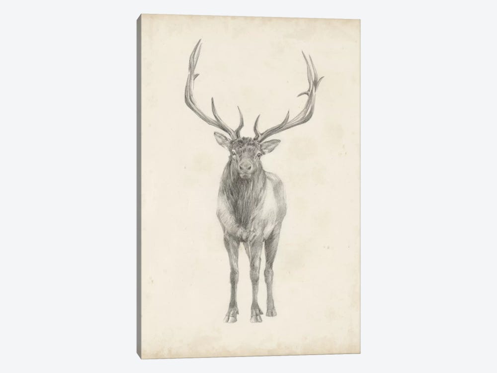Elk Study by Ethan Harper 1-piece Canvas Artwork