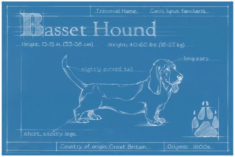 Blueprint Of A Basset Hound by Ethan Harper wall art
