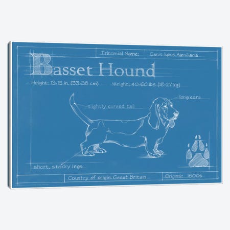 Blueprint Of A Basset Hound Canvas Print #EHA23} by Ethan Harper Canvas Art Print