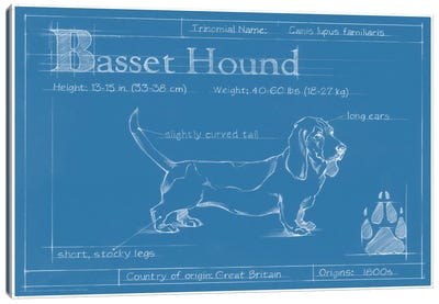 Blueprint Of A Basset Hound Canvas Art Print - Basset Hound Art