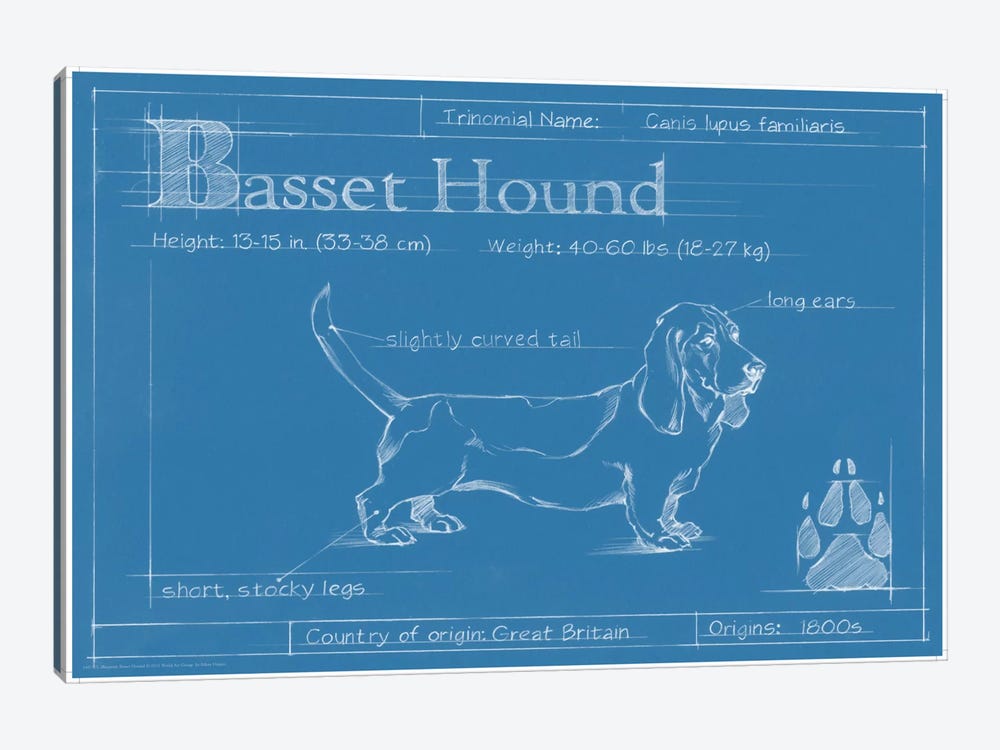 Blueprint Of A Basset Hound by Ethan Harper 1-piece Canvas Print