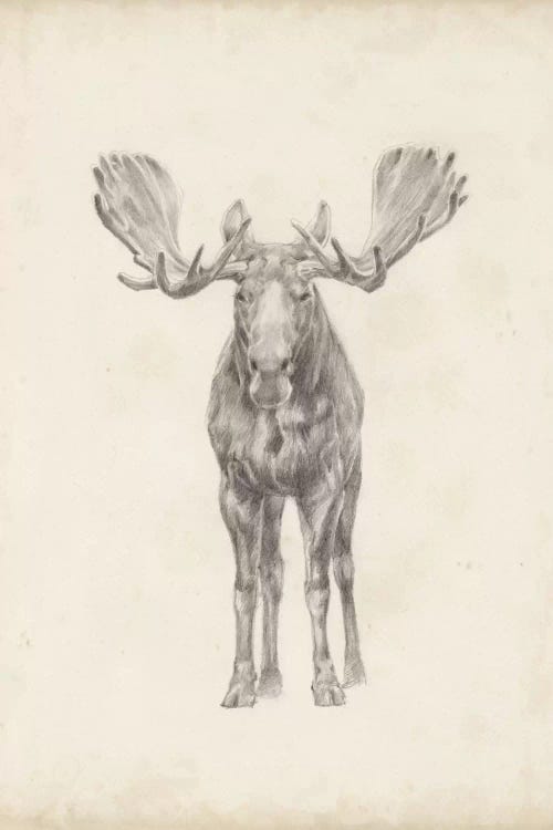 Moose Study