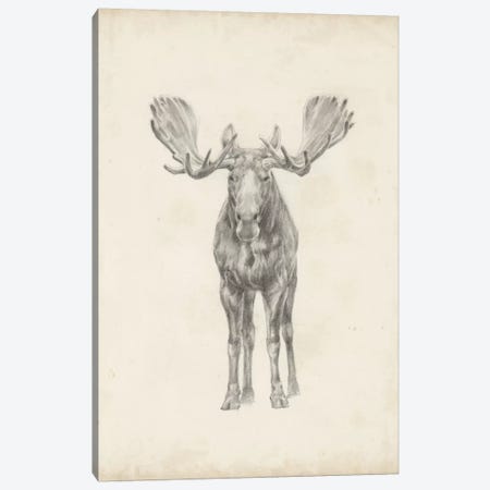 Moose Study Canvas Print #EHA244} by Ethan Harper Art Print