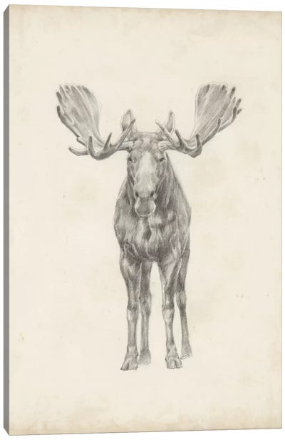 Moose Study Canvas Art Print - Animal Illustrations