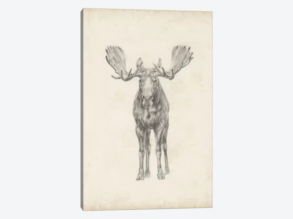 Moose Study by Ethan Harper 1-piece Canvas Art