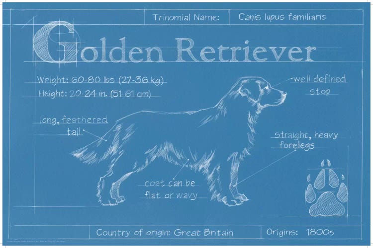 Blueprint Of A Golden Retriever