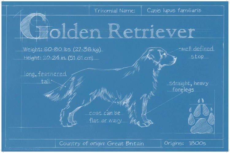 Blueprint Of A Golden Retriever by Ethan Harper wall art