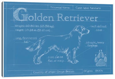 Blueprint Of A Golden Retriever Canvas Art Print - Pet Industry