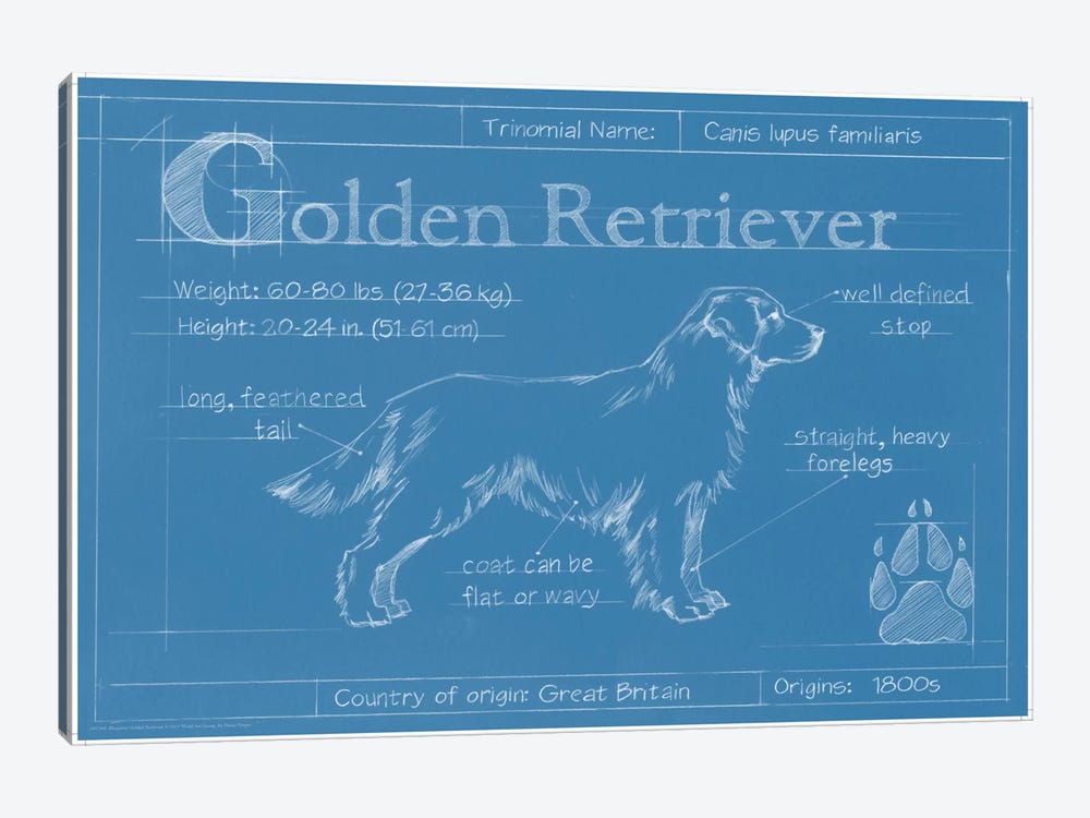Blueprint Of A Golden Retriever by Ethan Harper 1-piece Art Print