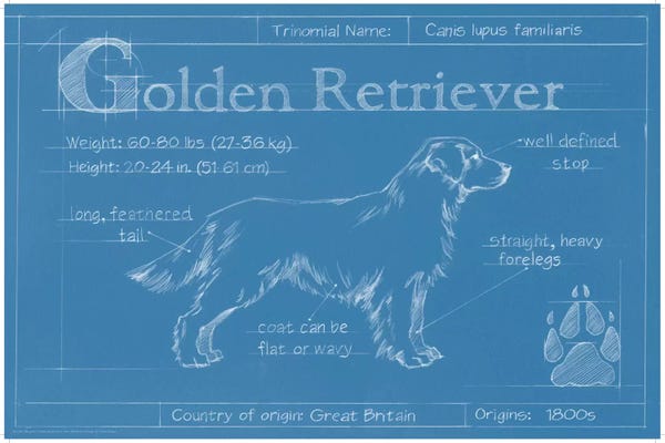 Golden Retrievers: Blueprint Of A Golden Retriever by Ethan Harper