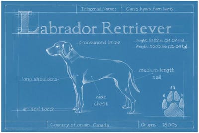 Blueprint Of A Labrador Retriever by Ethan Harper gallery poster