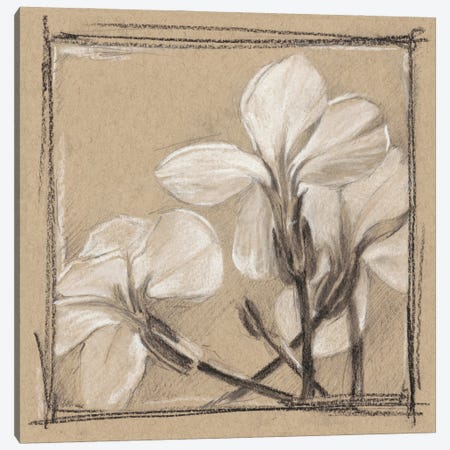White Floral Study IV Canvas Print #EHA260} by Ethan Harper Canvas Art