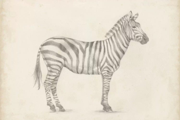 Zebra Sketch