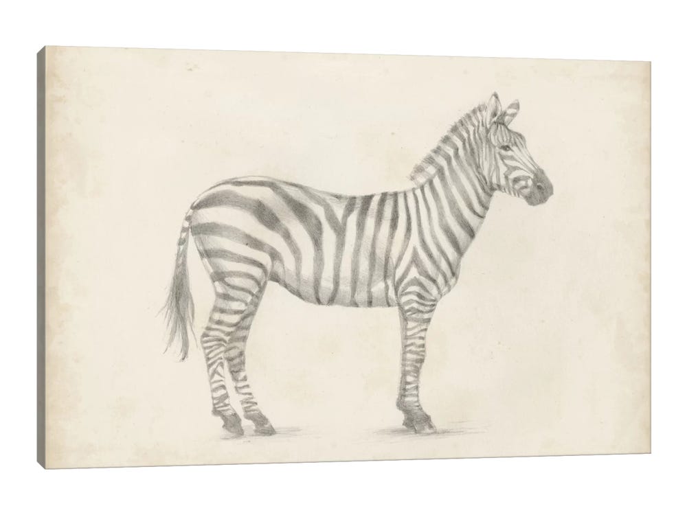 Zebra Sketch Canvas Wall Art by Ethan Harper | iCanvas Zebra Sketch Canvas Wall Art by Ethan Harper | iCanvas