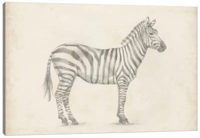 Zebra Sketch Canvas Art Print - Animal Illustrations