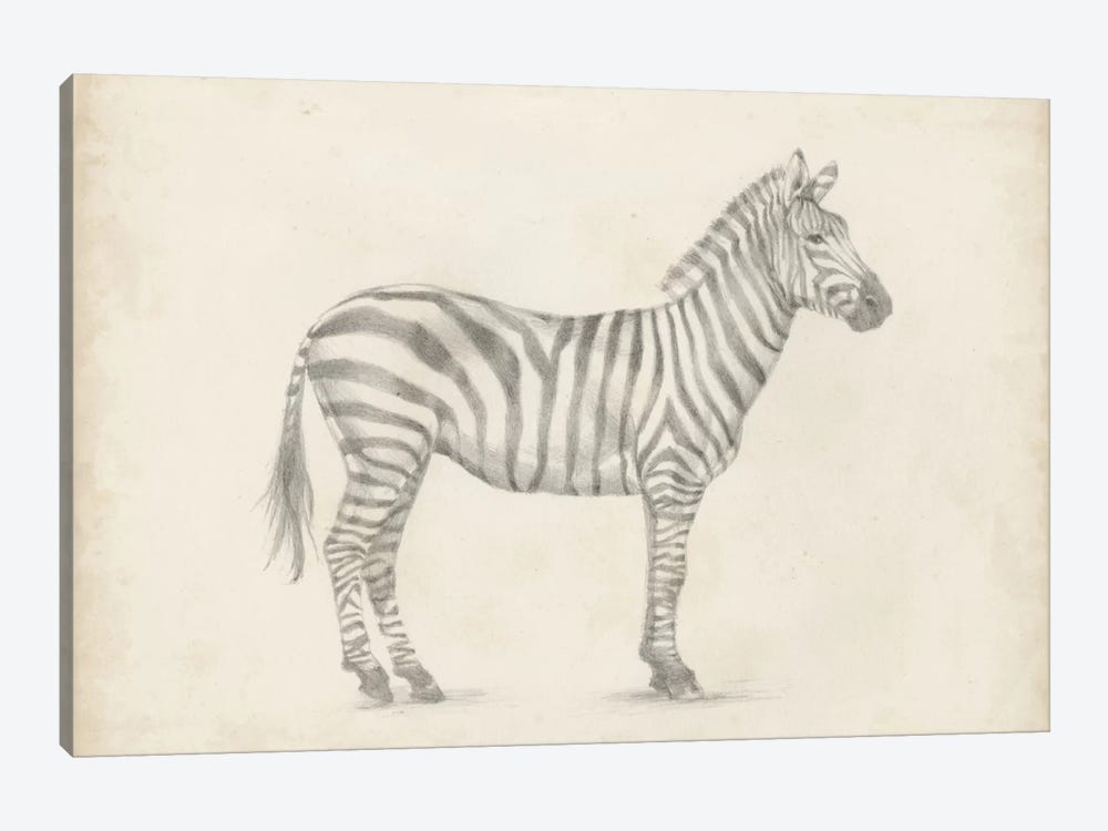 Zebra Sketch by Ethan Harper 1-piece Art Print