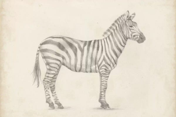 Zebras: Zebra Sketch by Ethan Harper