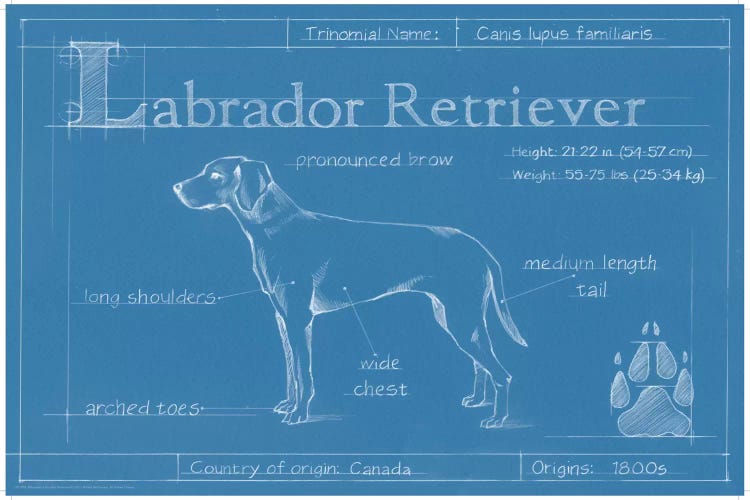 Blueprint Of A Labrador Retriever